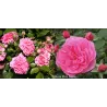 Rožė - Rosa PINK SWANY ®