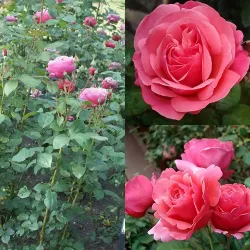 Rožė - Rosa LINE RENAUD