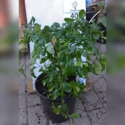 Japoninis svarainis - Chaenomeles × superba