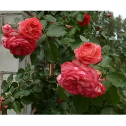 Rožė - Rosa ANTIKE 89