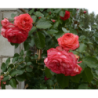 Rožė - Rosa ANTIKE 89