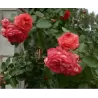 Rožė - Rosa ANTIKE 89