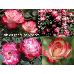 Rožių krūmai internetu su pristatymu į namus