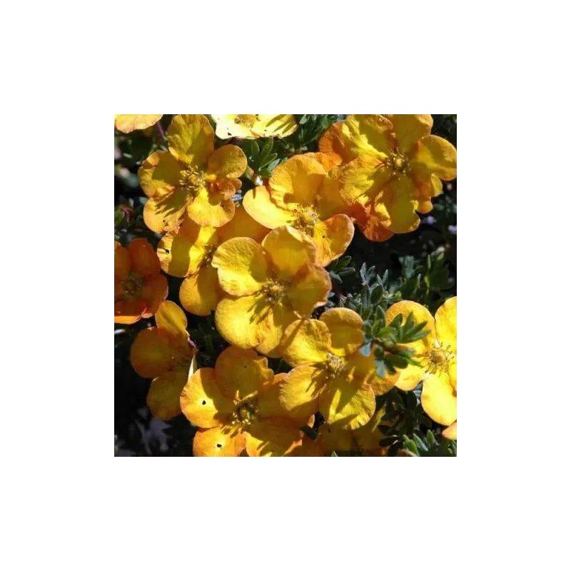 Krūminė sidabražolė (sidabrakrūmis) 'Annette' - Potentilla fruticosa 'Annette'