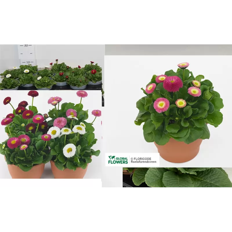 Daugiametė saulutė - Bellis perennis RUSH
