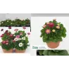 Daugiametė saulutė - Bellis perennis RUSH