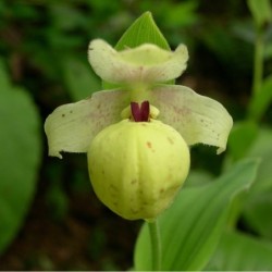 Sodo orchidėja - Cypripedium flavum 2-3 ūgliai P9 vazone