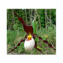 Lauko orchidėja - Frosch® Clone Cypripedium 'Frosch's...