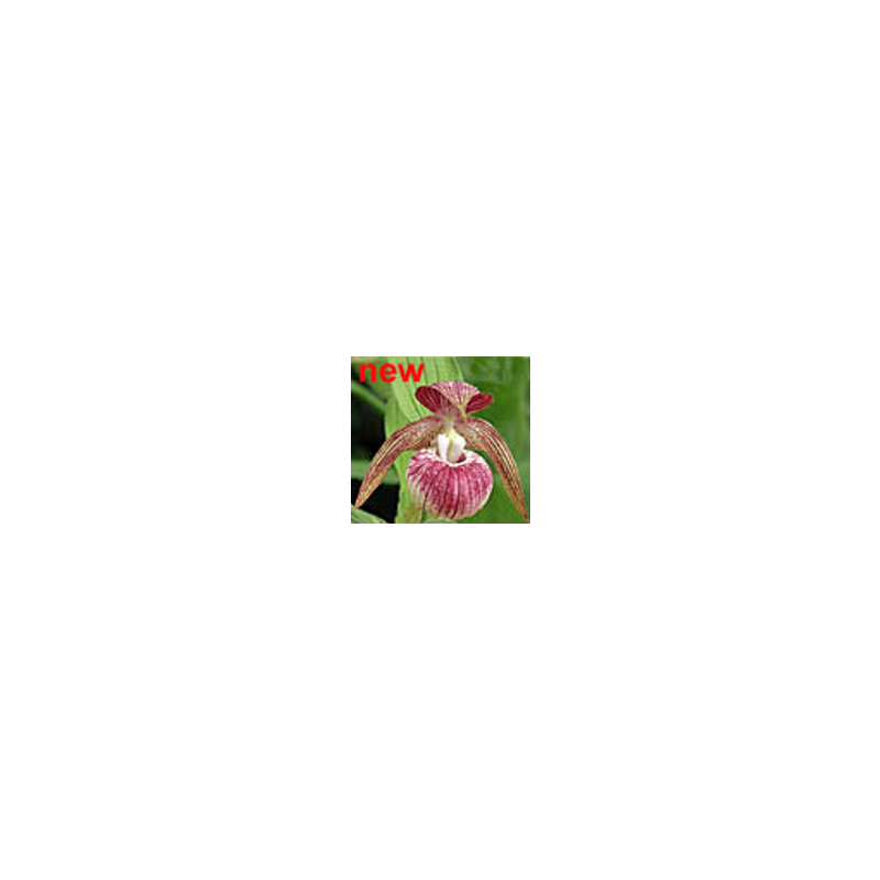 Lauko orchidėja - Frosch® Clone Cypripedium 'Frosch's HARLEQUIN' NF pristatymas spalio viduryje
