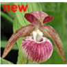 Lauko orchidėja - Frosch® Clone Cypripedium 'Frosch's HARLEQUIN' NF pristatymas spalio viduryje