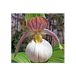 Lauko orchidėja - Frosch® Hybrid Cypripedium Sabine 0...
