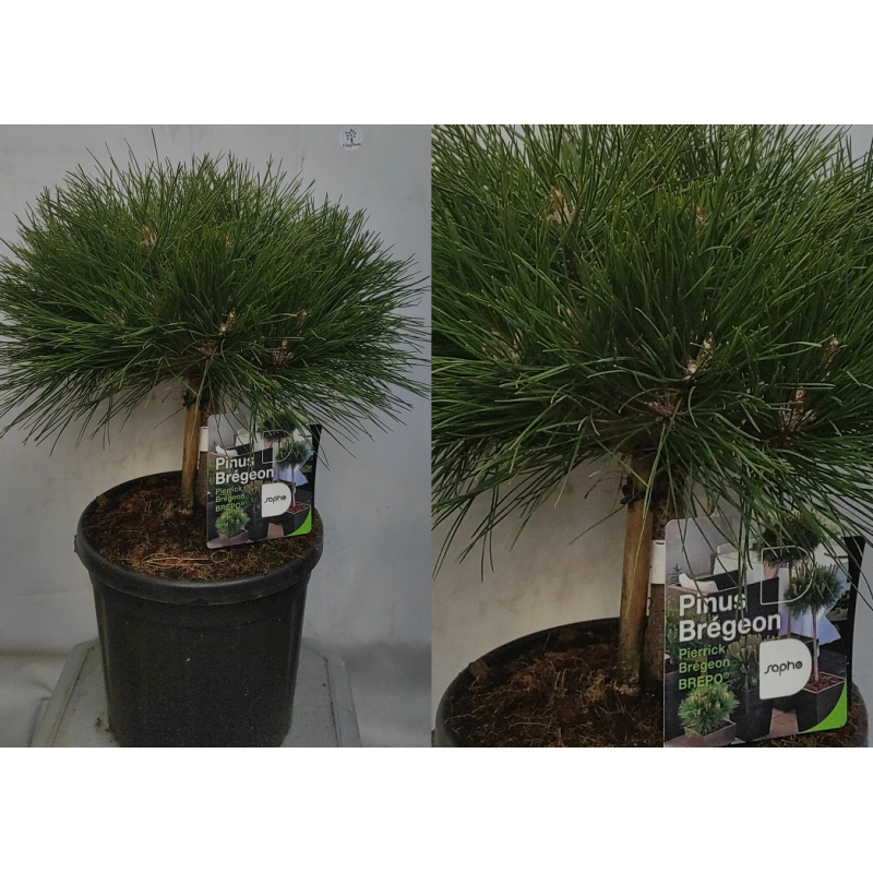 Pušis - Pinus nigra Brepo (Pierris Bregeon) stem10 C11 gyva foto 2022-02-26