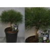 Pušis - Pinus nigra Brepo (Pierris Bregeon) stem10 C11 gyva foto 2022-02-26