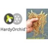 Lauko orchidėja - HardyOrchid® Hybrid XL Cypripedium calceolus x segawai