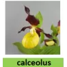 Lauko orchidėja - HardyOrchid® Species L Cypripedium calceolus (L) pristatymas spalio viduryje