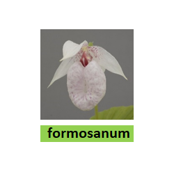 Lauko orchidėja - HardyOrchid® Species L dydis Cypripedium formosanum (L) pristatymas spalio viduryje
