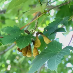 Garden plants/Trees/Flowers/ web-shop
