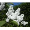 Syringa vulgaris MME LEMOINE