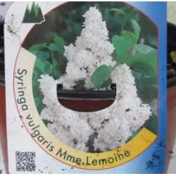 Syringa vulgaris MME LEMOINE