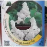 Syringa vulgaris MME LEMOINE