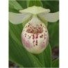 Sodo orchidėja - Cypripedium Ulla Silkens 3-5 ūgliai C5/P23 vazone
