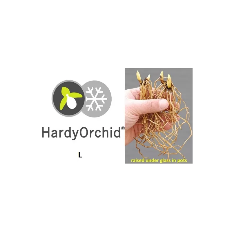 Lauko orchidėja - HardyOrchid® Species L Cypripedium henryi (L)