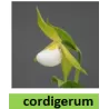 Lauko orchidėja - HardyOrchid® Species L Cypripedium cordigerum (L) pristatymas spalio viduryje