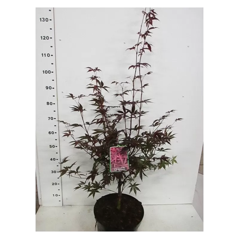 Medžiai ir krūmai internetu su pristatymu į namus visoje Lietuvoje