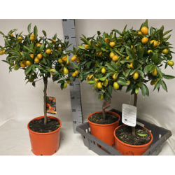 Citrusas kinkanas, medelio forma - Citrus KUMQUAT 20Ø stem30 70cm su 50 vaisių gyva foto 2022-02-28 augintojas Riviera