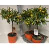 Citrusas kinkanas, medelio forma - Citrus KUMQUAT 20Ø stem30 70cm su 50 vaisių gyva foto 2022-02-28 augintojas Riviera