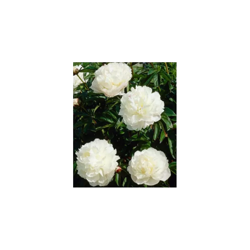 Bijūnas (vaistinis) - Paeonia (Lactiflora) officinalis Alba Plena DYDIS 3-5 P16-P19C3 užaugintas vazone