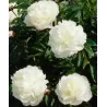 Bijūnas (vaistinis) - Paeonia (Lactiflora) officinalis Alba Plena DYDIS 3-5 P16-P19C3 užaugintas vazone
