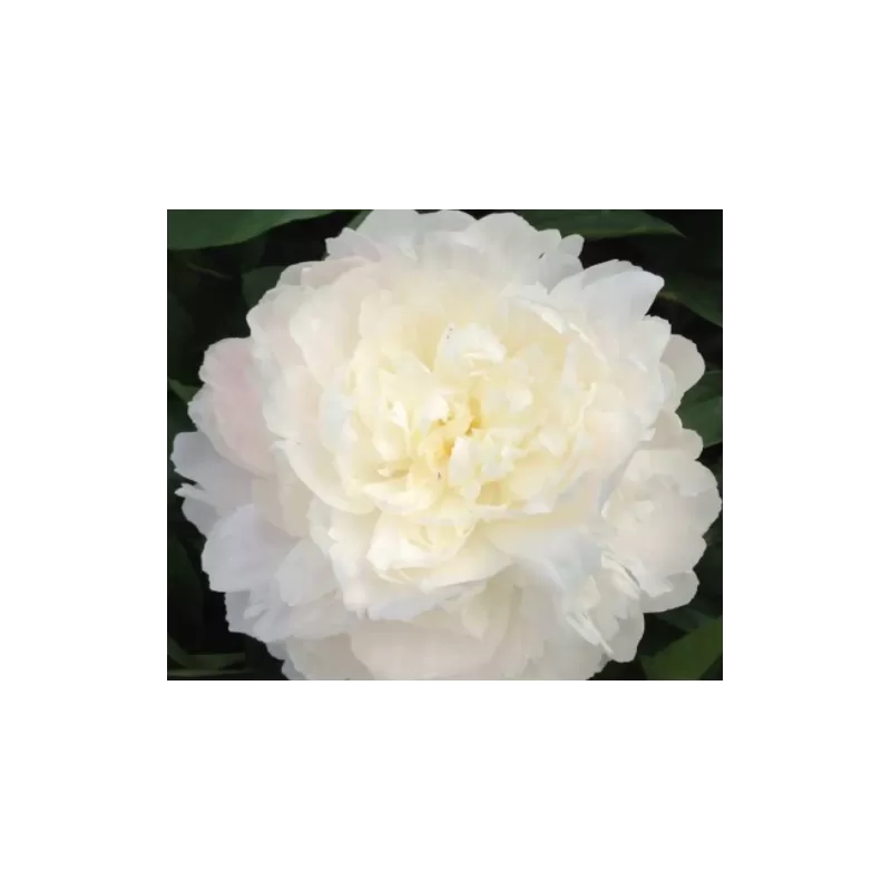 Bijūnų sodinukai internetu su pristatymu į namus