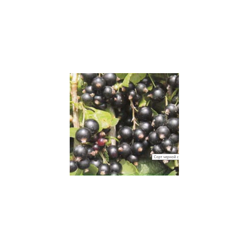 Juodieji serbentai - Ribes nigrum BOREI FAVORIT GR