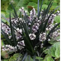 Gyvatbarzdė - Ophiopogon planiscapus NIGER