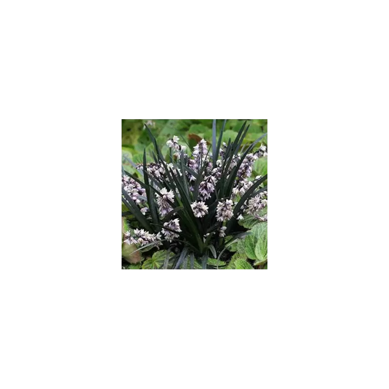 Gyvatbarzdė - Ophiopogon plan. Niger