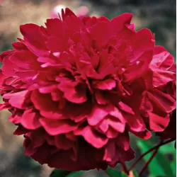Bijūnas (žolinis) - Paeonia (Lactiflora) (LD) Philippe Rivoire DYDIS 3-5