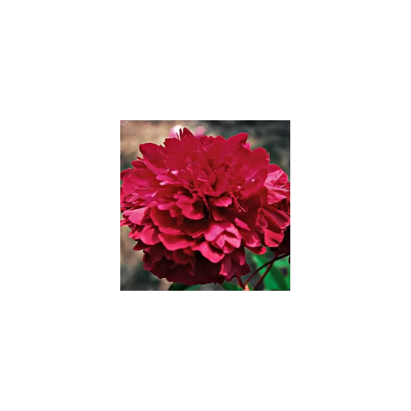 Bijūnas (žolinis) - Paeonia (Lactiflora) (LD) Philippe Rivoire DYDIS 3-5