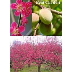 Japoninis abrikosas - Prunus mume BENI-CHI-DORI