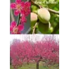 Prunus mume BENI-CHI-DORI