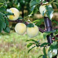 Naminė slyva (posk. vyšninė slyva) - Prunus domestica...