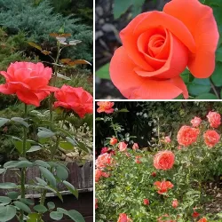 Rožių sodinukai internetu  - Super Star (Tanorstar)