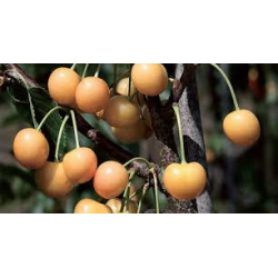 Trešnė (posk. kvapioji vyšnia) - Prunus avium Drogano geltona...