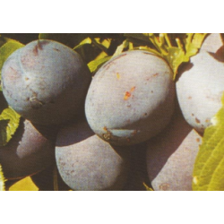 Naminė slyva (p. vyšninė slyva) - Prunus domestica  VALOR