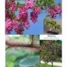 Plaukuotoji robinija - Robinia hispida Macrophylla