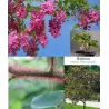Plaukuotoji robinija - Robinia hispida Macrophylla