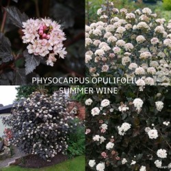Putinalapis pūslenis - Physocarpus opulifolius Summer Wine...