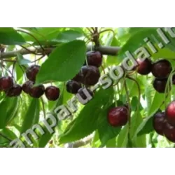 Trešnė (p. kvapioji vyšnia) JONĖ - Prunus avium GR