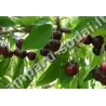 Trešnė (p. kvapioji vyšnia) JONĖ - Prunus avium GR