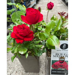 Rožė - Rosa Rouge Meilove skiepyta C3P19 gyva foto 2022-06-13